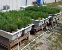 Sea Asparagus in the IMTA tank system